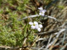 Cakile-euxina_цветок